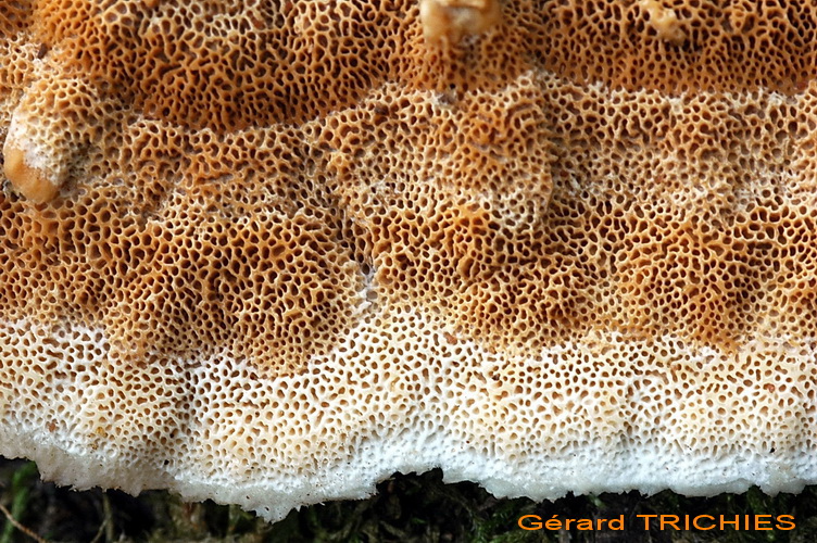 Quale Trametes??